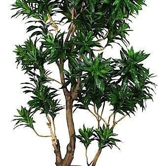 8  Dracaena Reflexa Tree For Sale