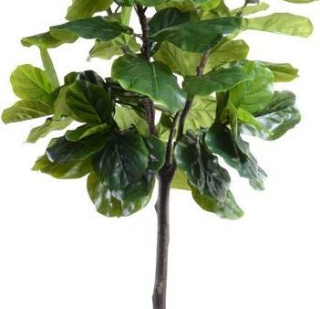 7  Fiddle-leaf Fig Tree Sale