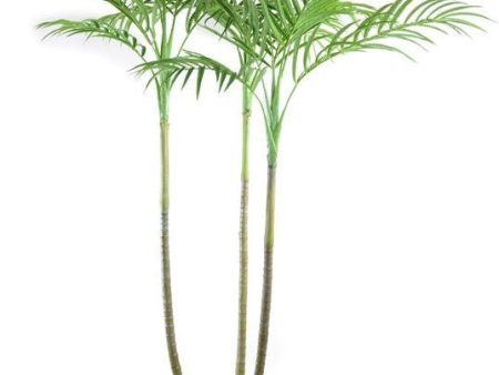 8  Trident Palm Tree Hot on Sale