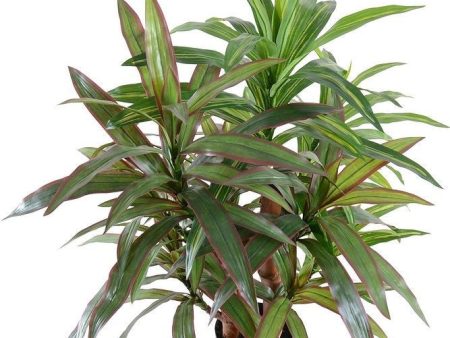 3  Red-green Dracaena Plant Hot on Sale