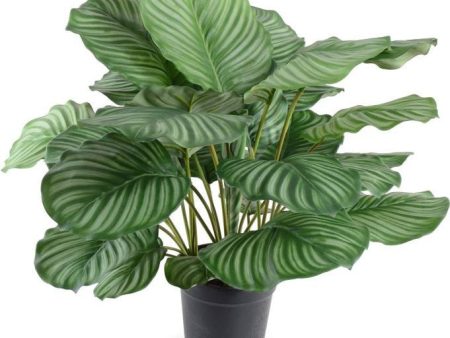 26" Calethea Plant Discount