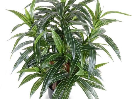 3  Variegated Dracaena Plant Online Hot Sale