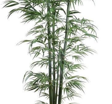 8.5  Green Bamboo Tree Discount