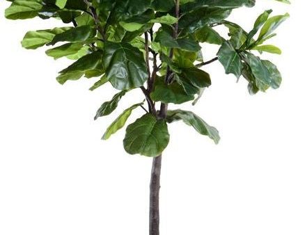 9  Fiddle-Leaf Fig Tree Online Sale