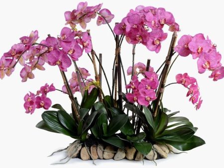 Phalaenopsis Flowerscapes For Cheap