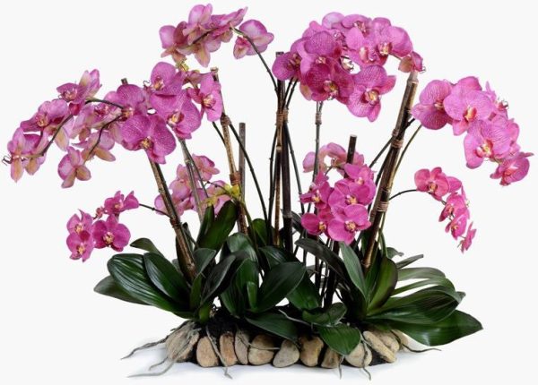 Phalaenopsis Flowerscapes For Cheap